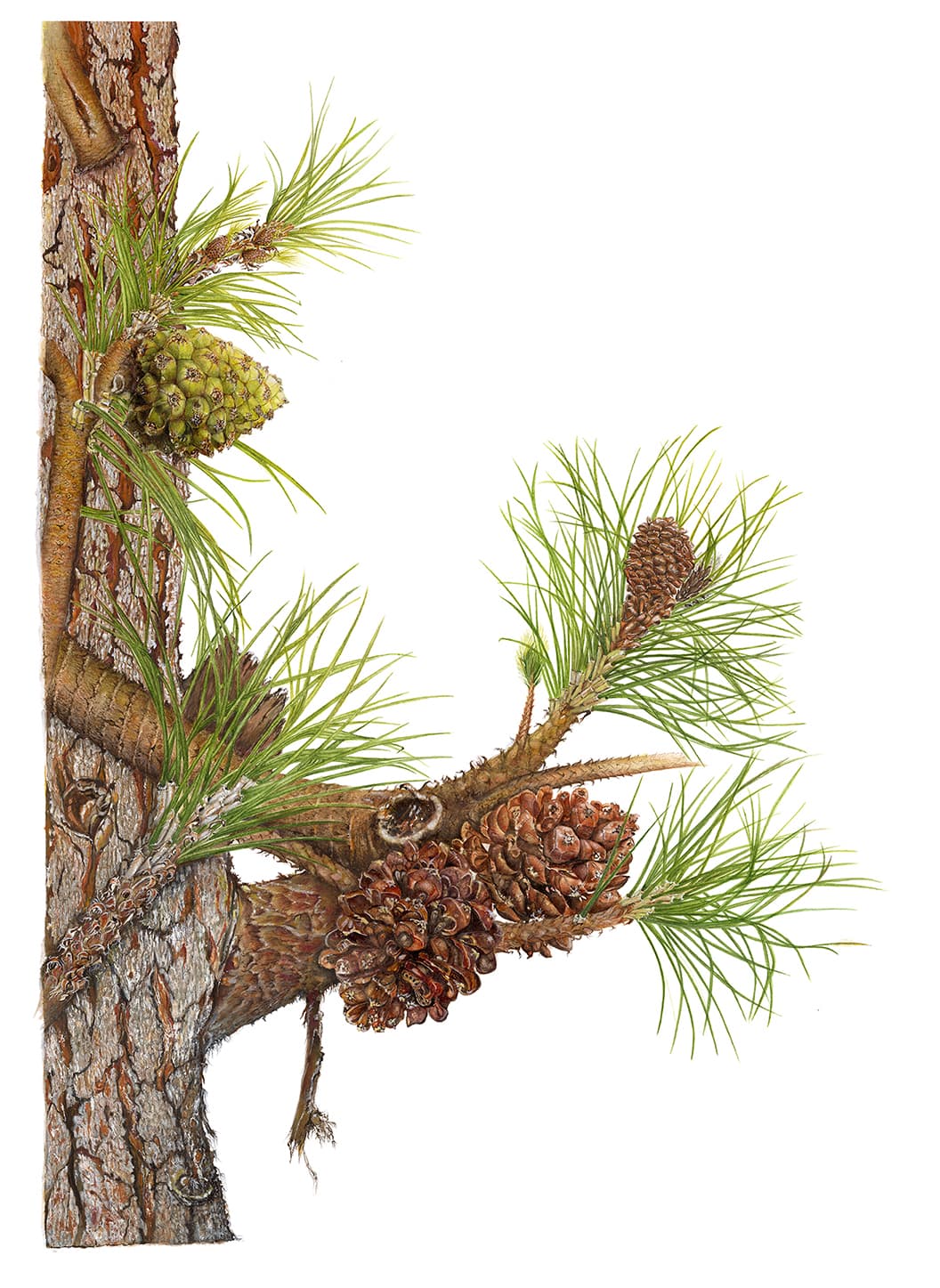 Pinus pinea L.
