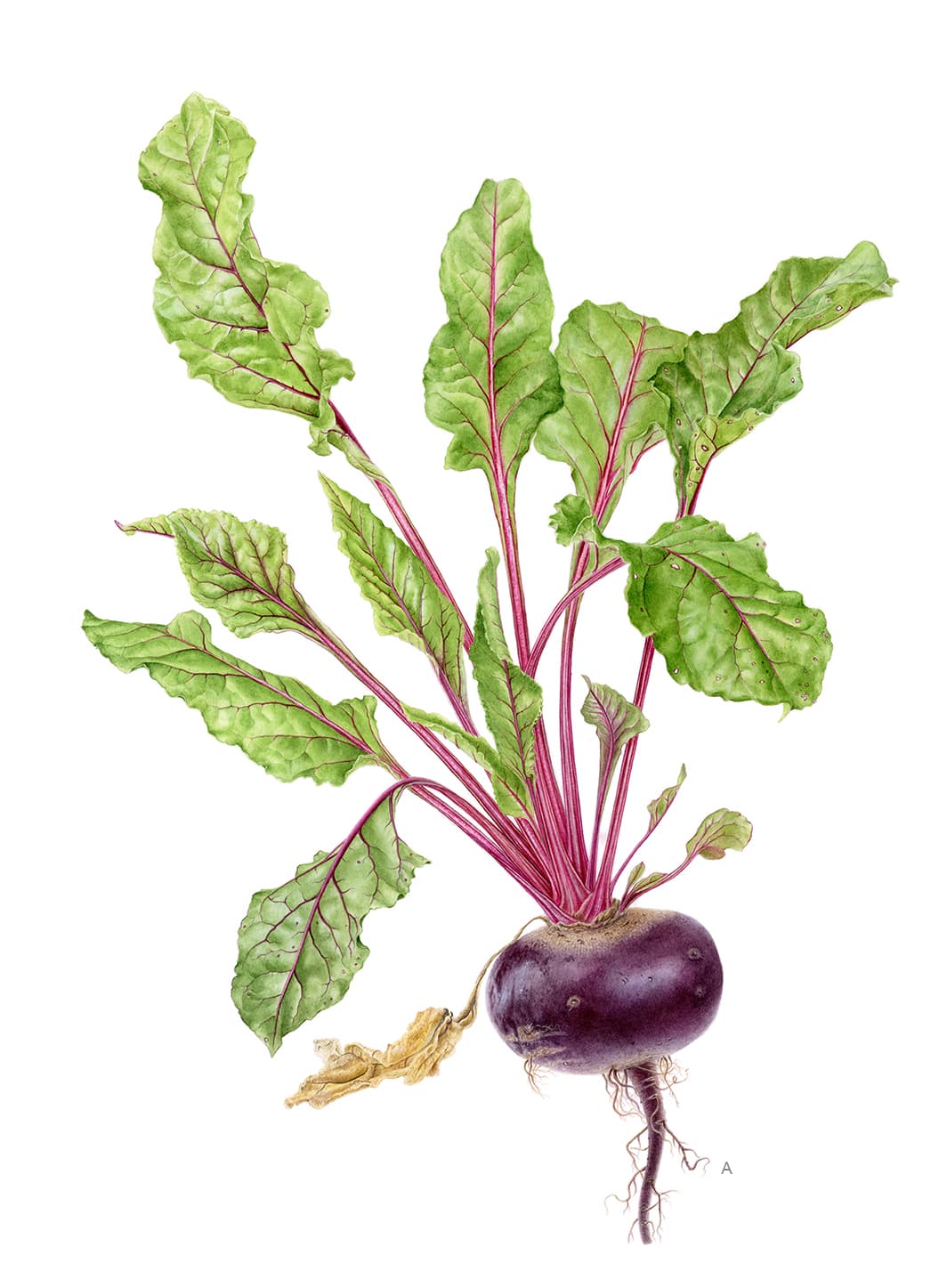 Beta vulgaris L.