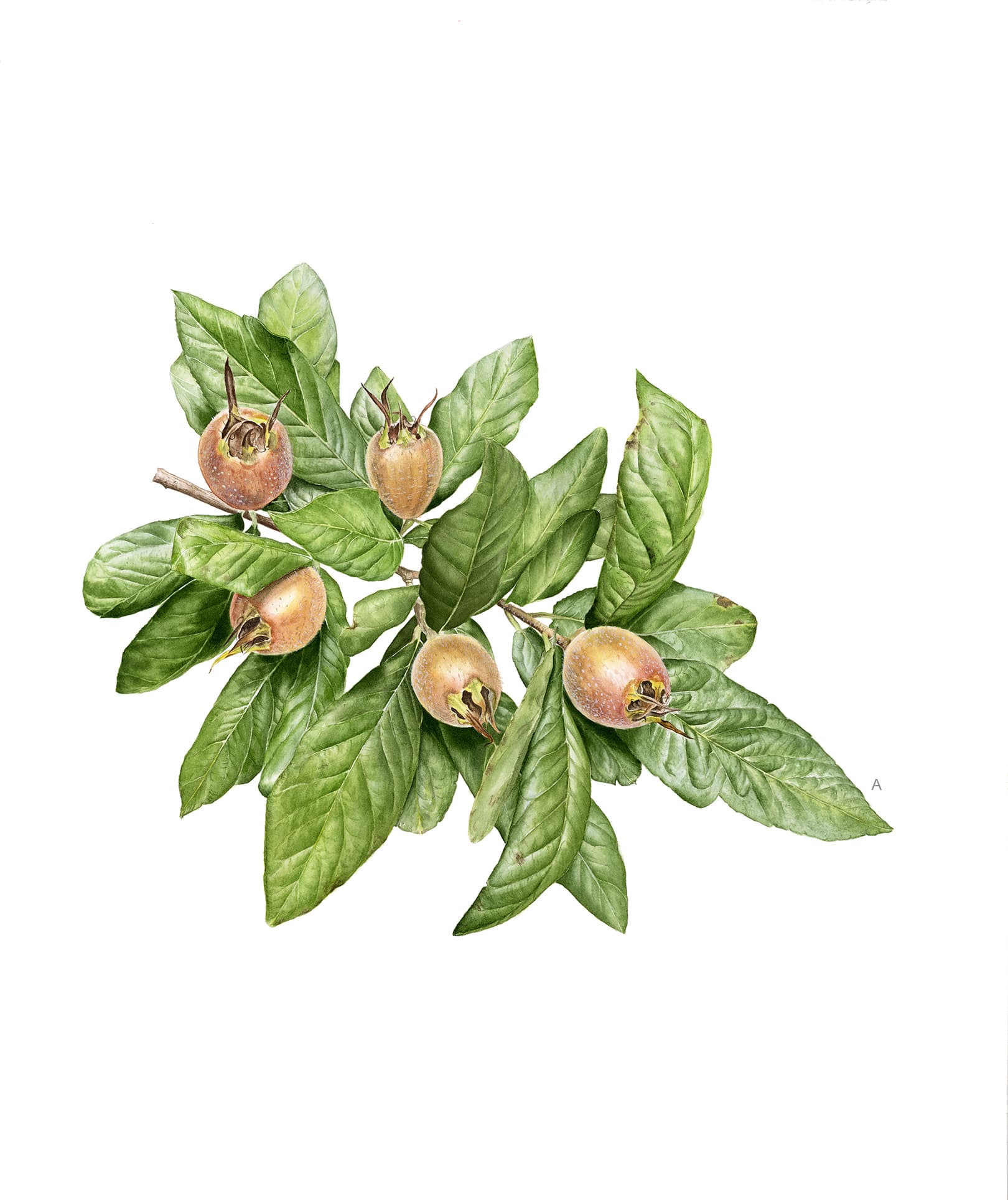 Crataegus germanica (L.) Kuntze