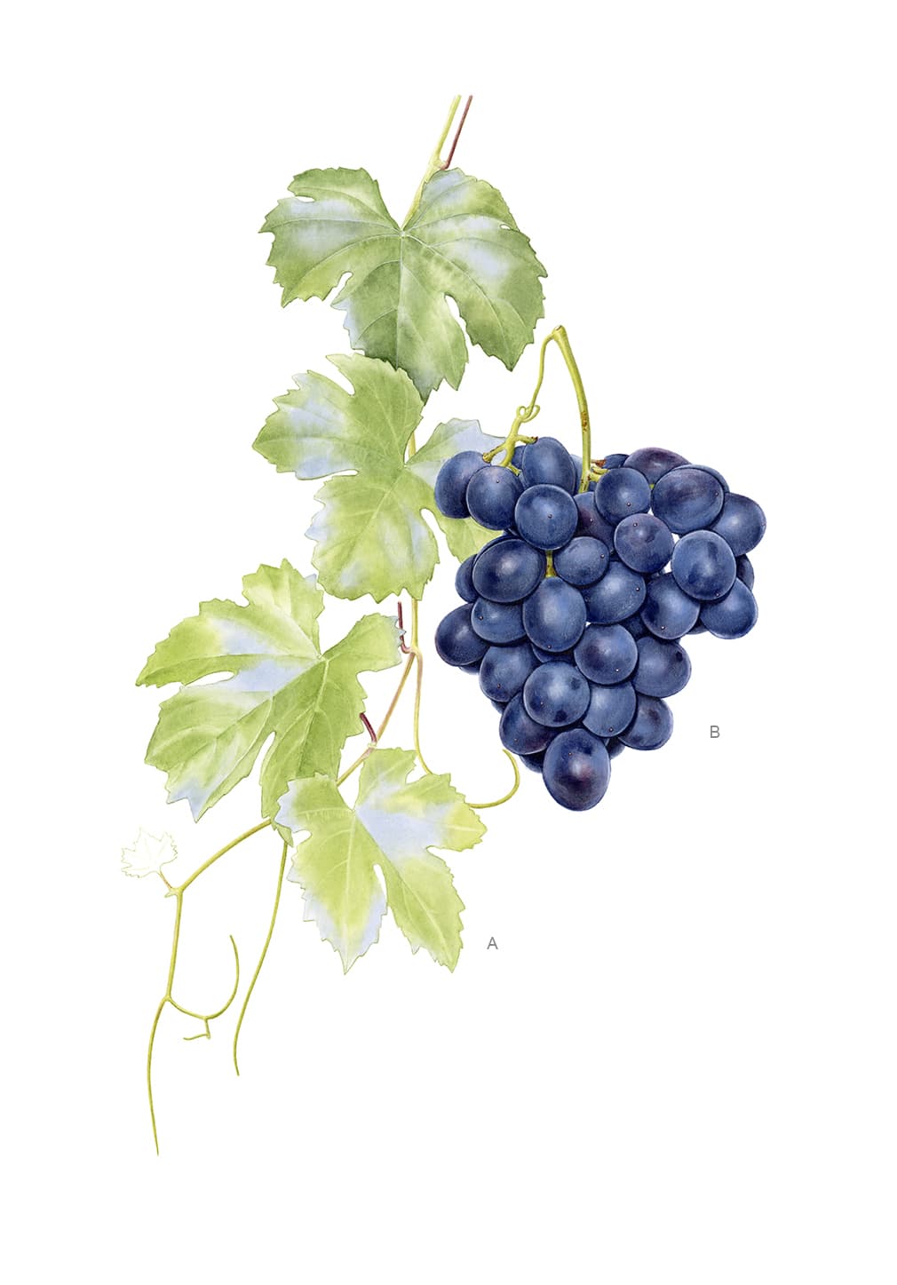 Vitis vinifera L.