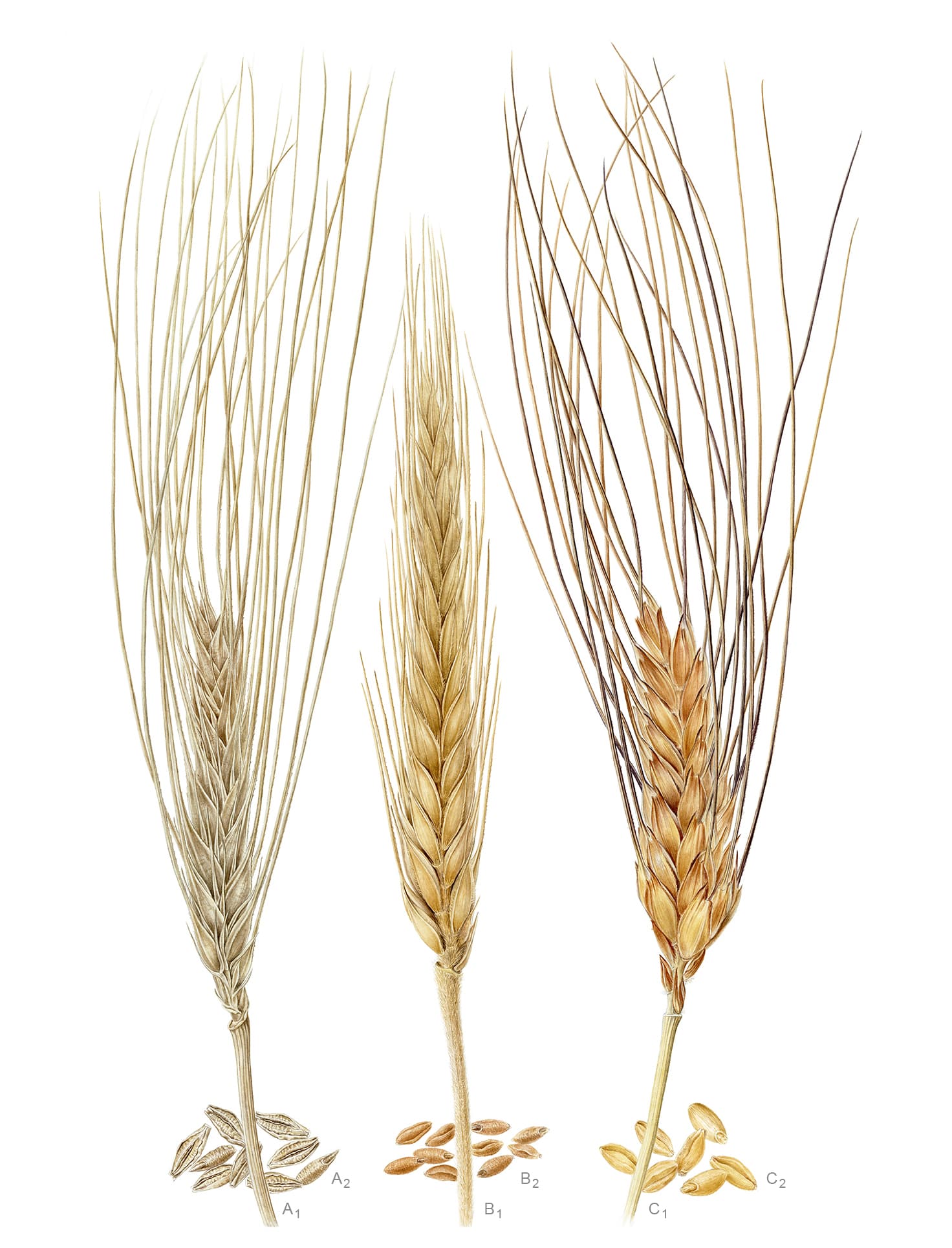 Hordeum vulgare L., Secale cereale L. var. cereale, Triticum durum Desf.