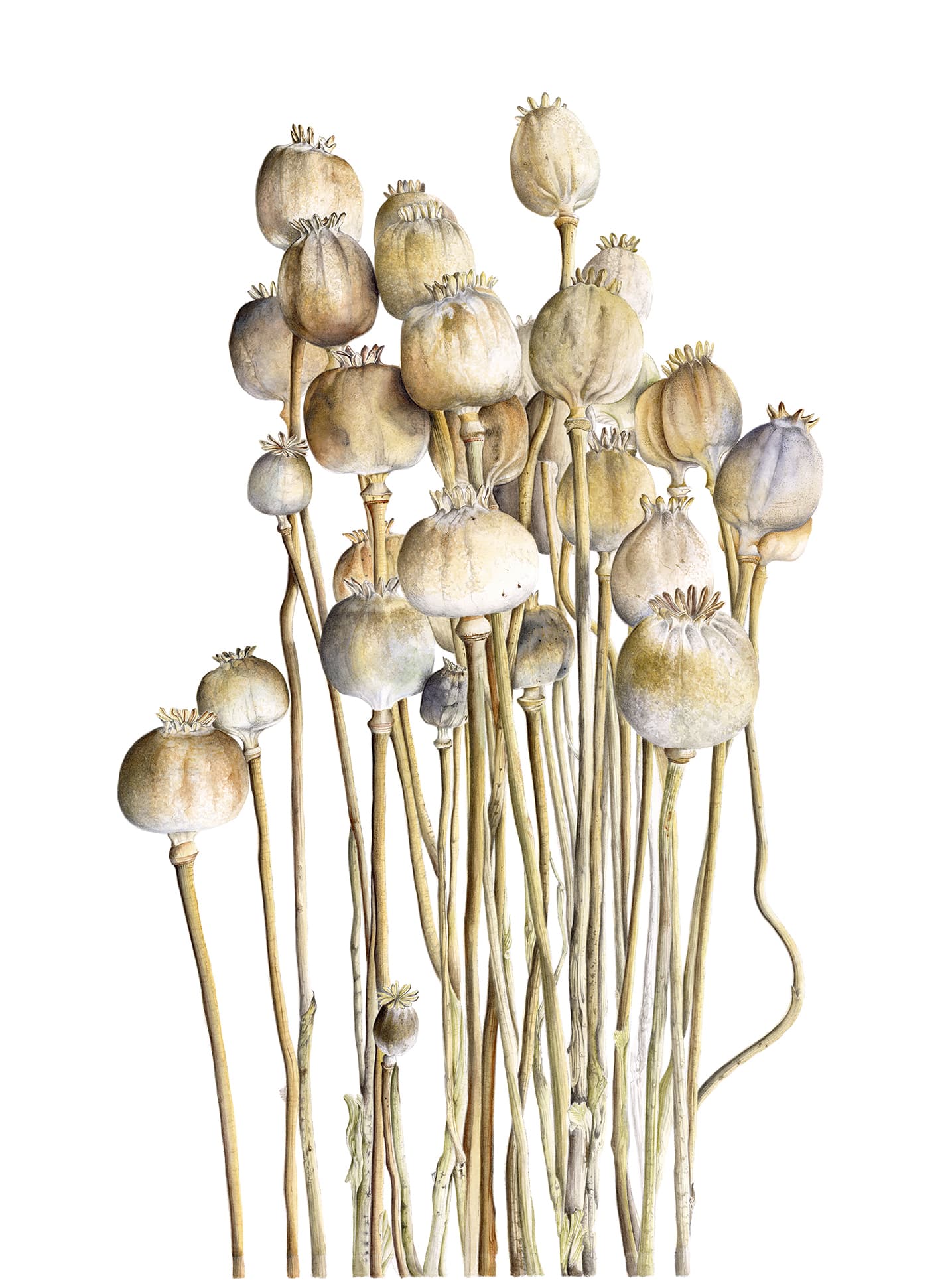 Papaver somniferum L.