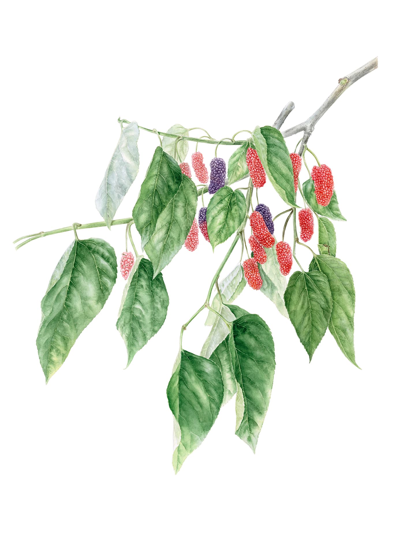 Morus rubra L.