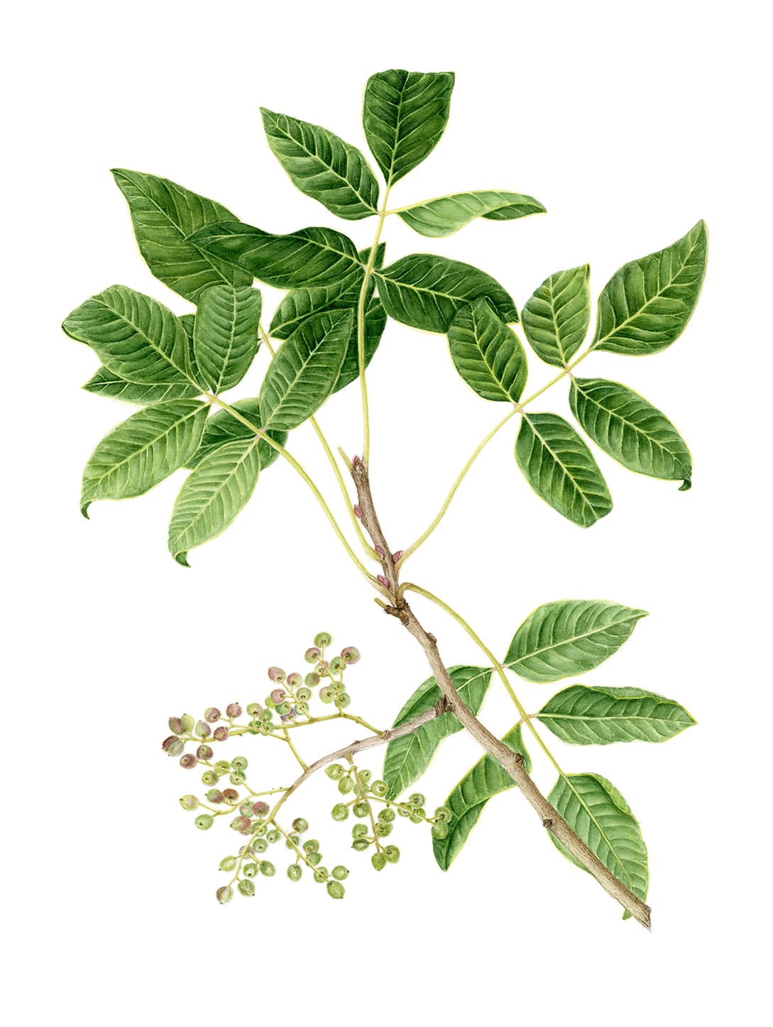 Pistacia eurycarpa Yalt.