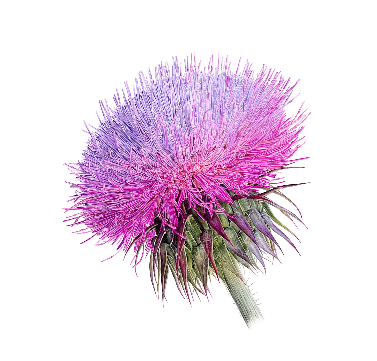 Carduus nutans L.