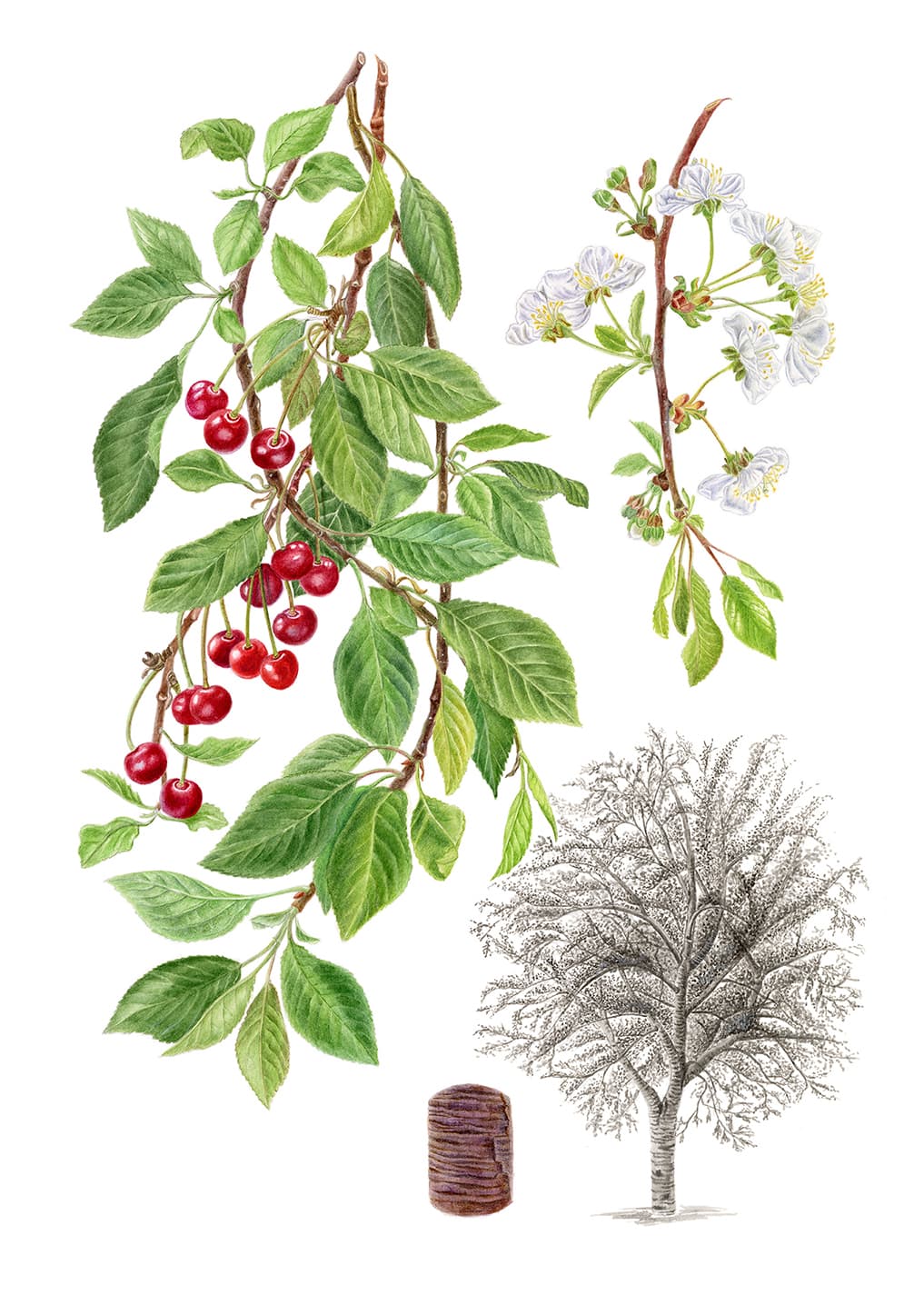 Prunus cerasus L. 