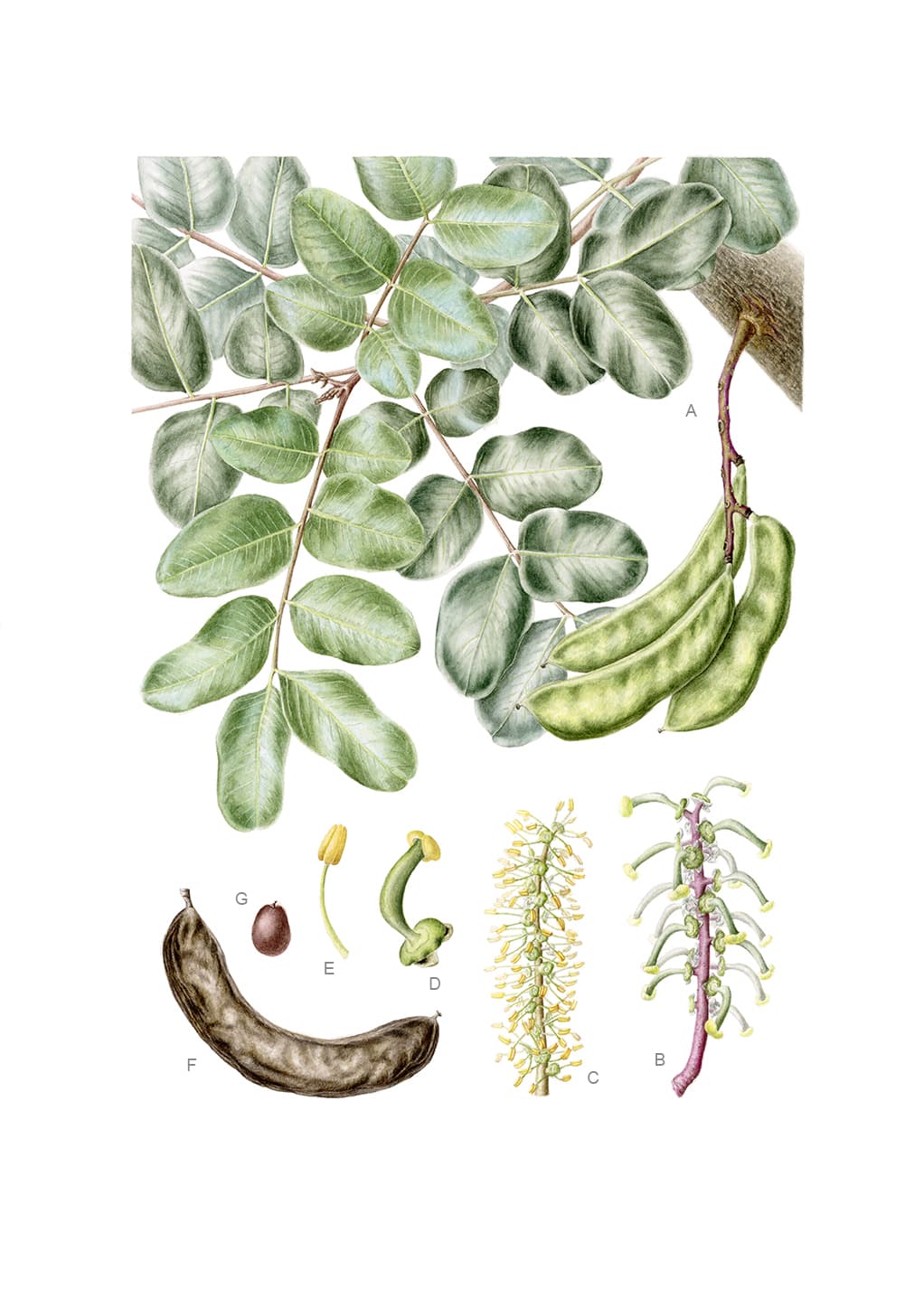 Ceratonia siliqua L.