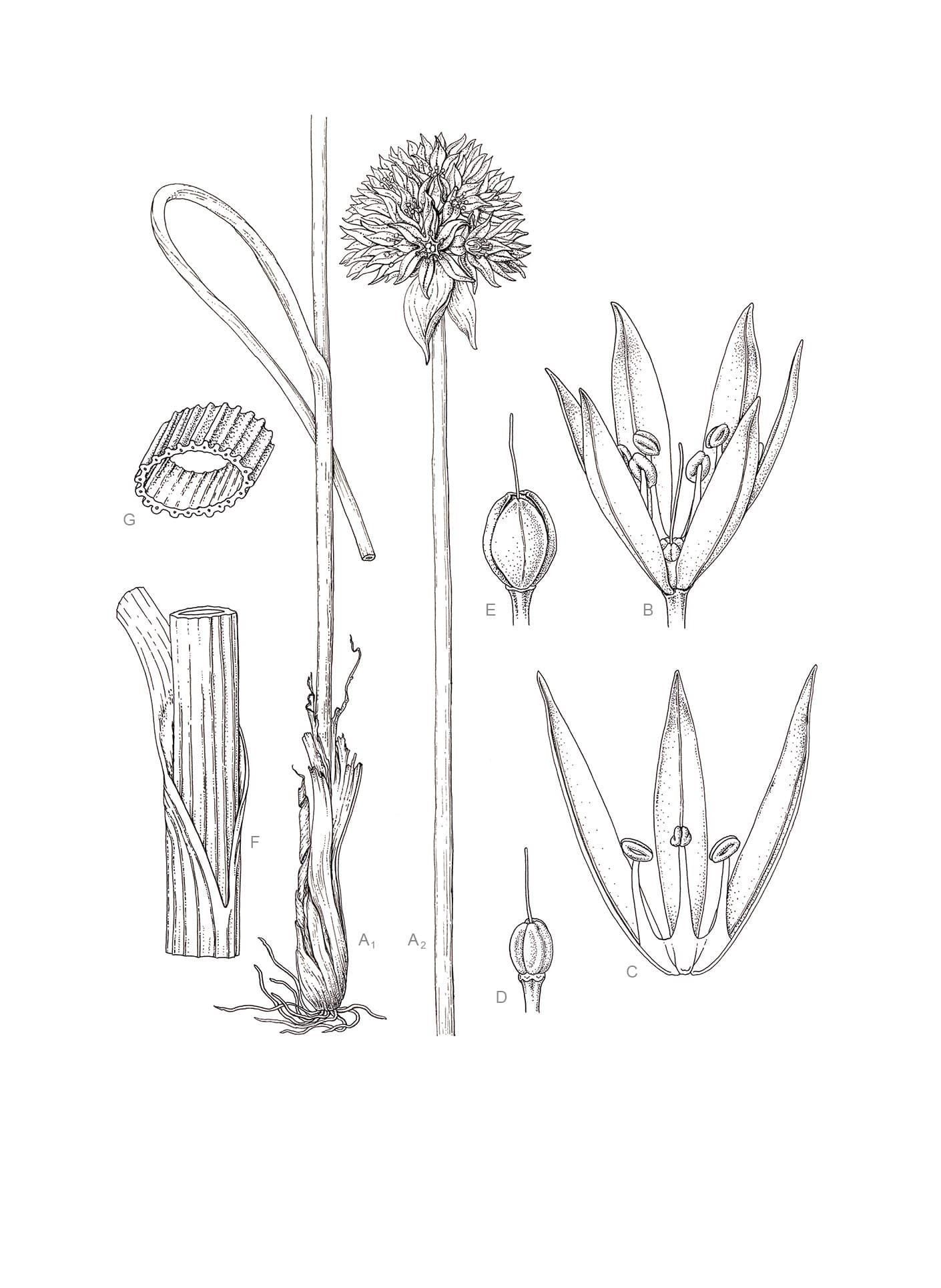 Allium schoenoprasum L.