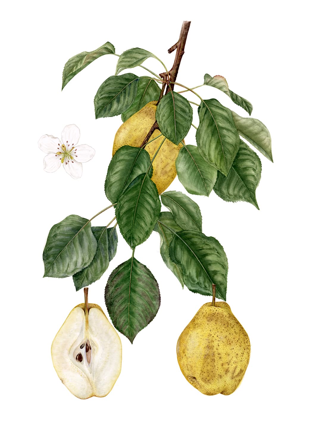 Pyrus communis L.