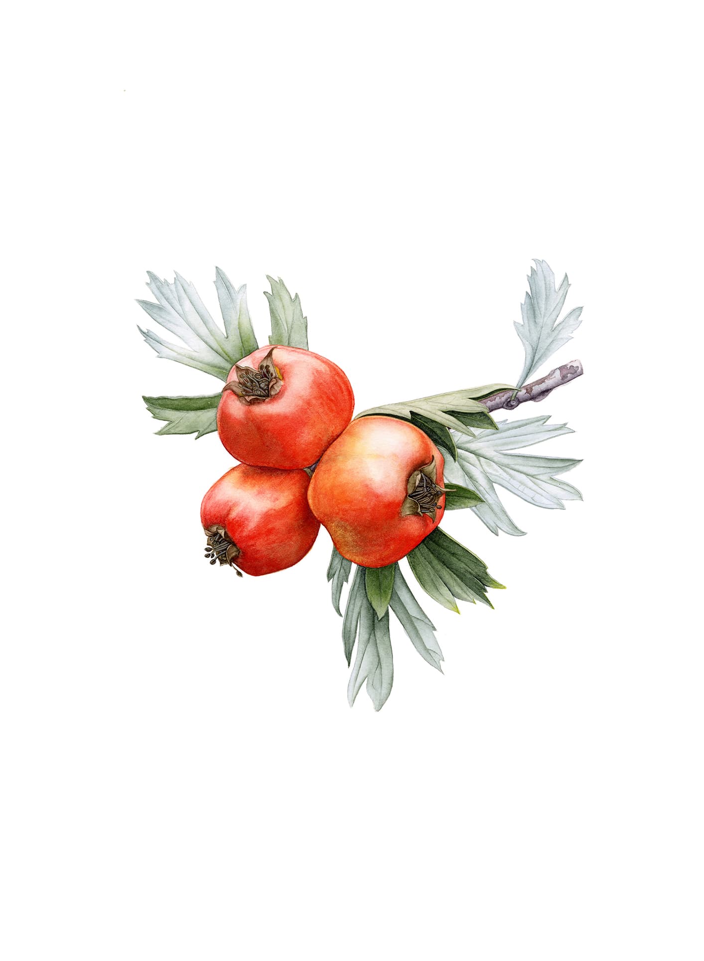 Crataegus orientalis Pall. ex M.Bieb.