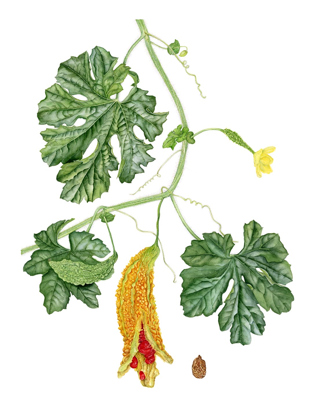 Momordica charantia L.