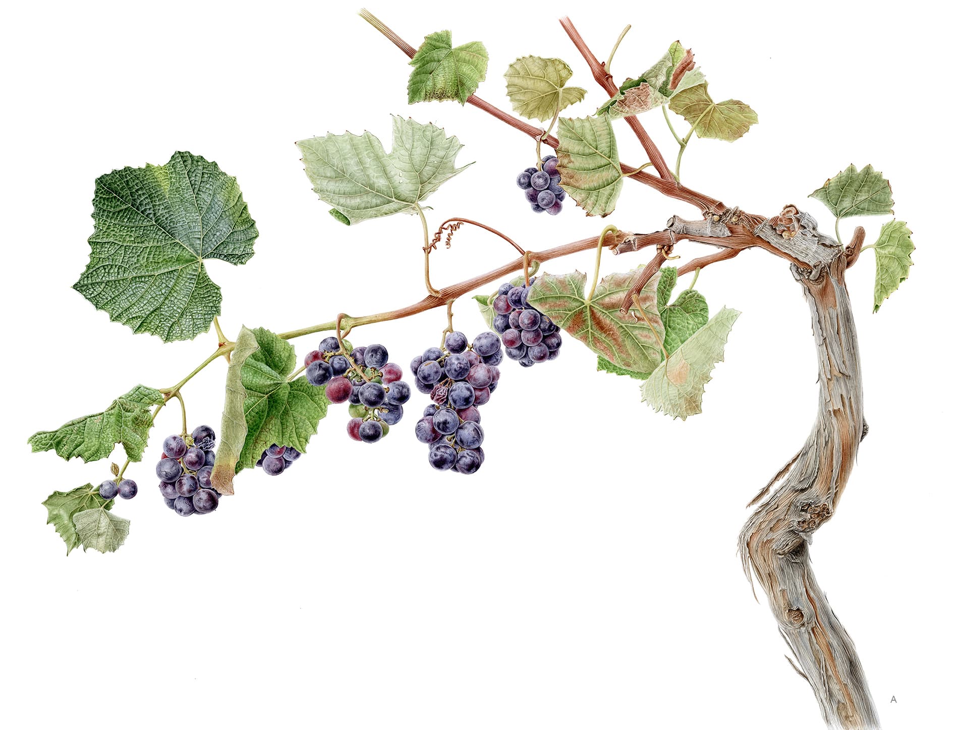 Vitis labrusca L.