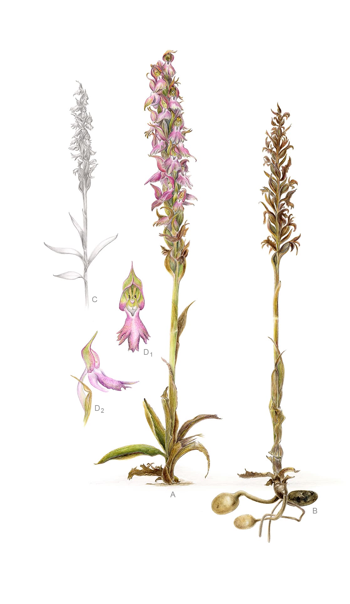 Anacamptis sancta (L.) R.M.Bateman, Pridgeon & M.W.Chase