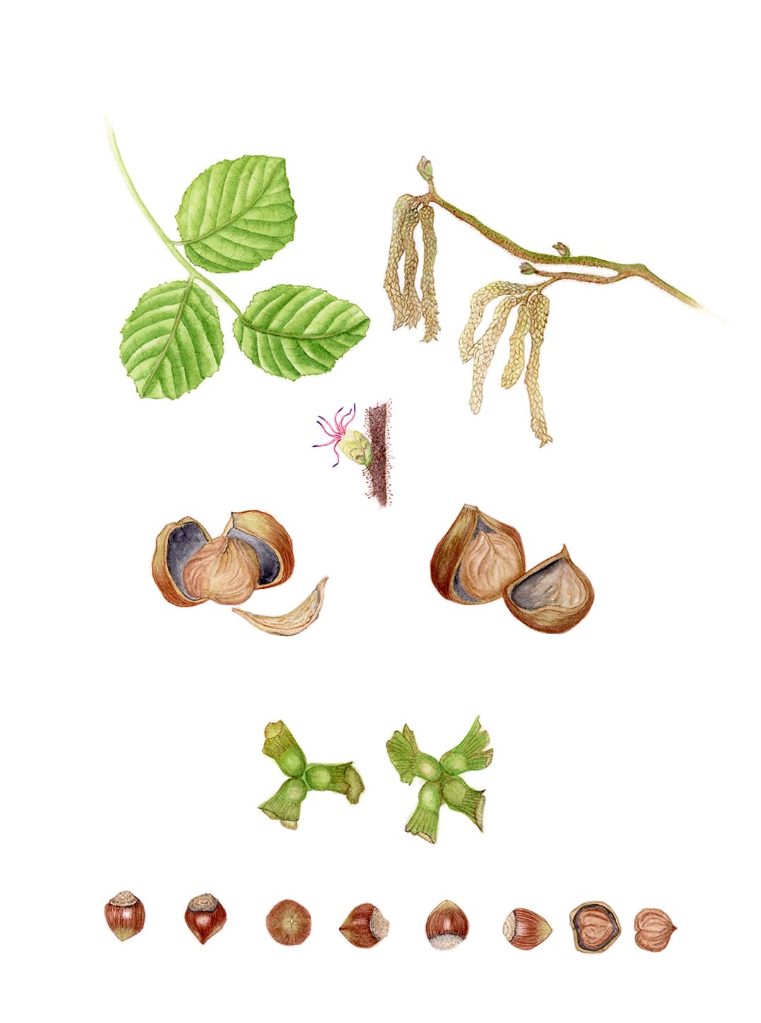 Corylus maxima Mill.