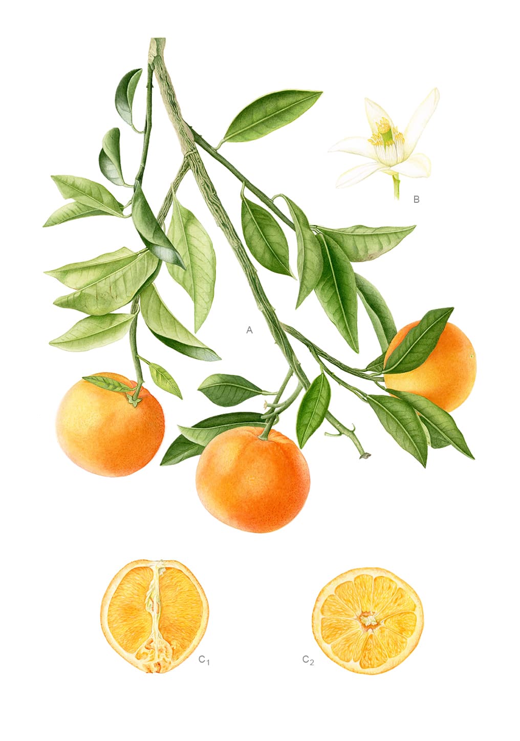 Citrus × aurantium f. aurantium