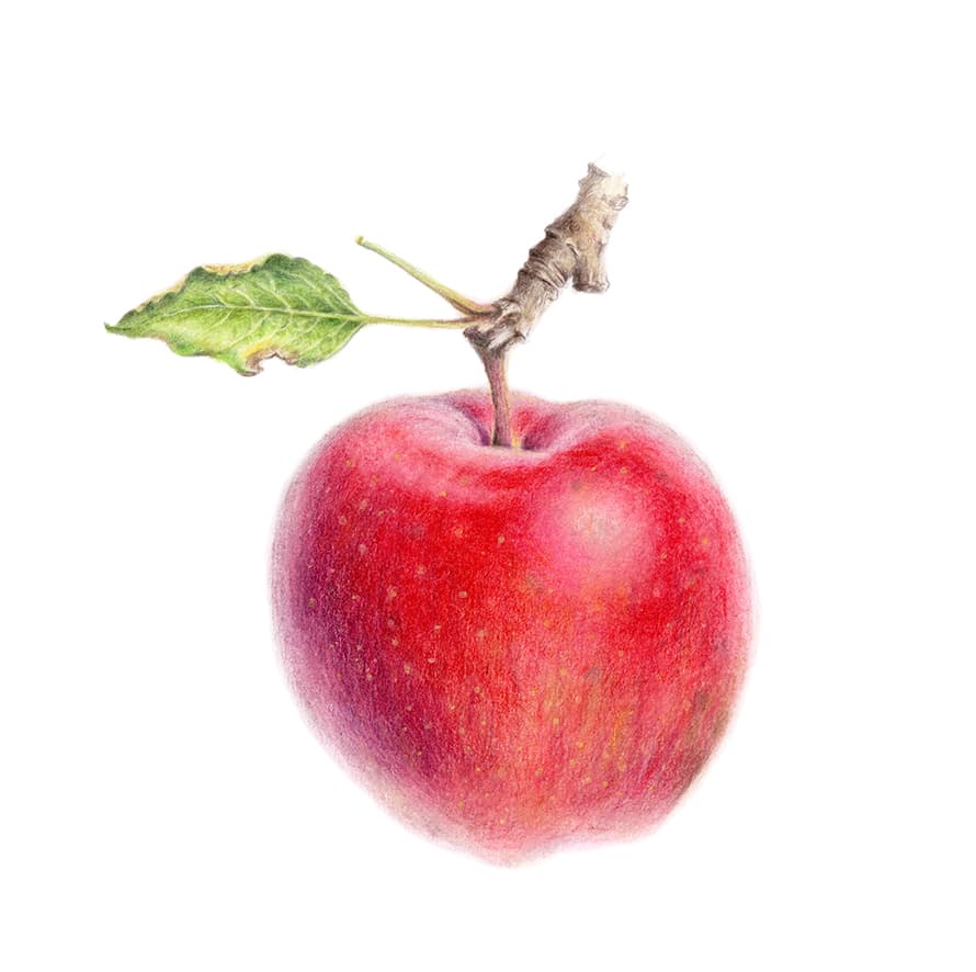 Malus domestica (Suckow) Borkh.