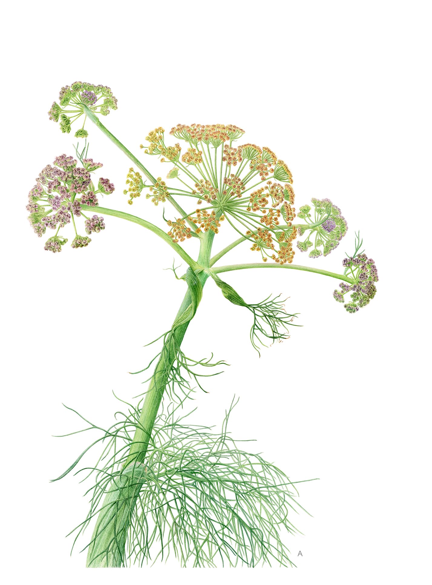Ferula communis L.