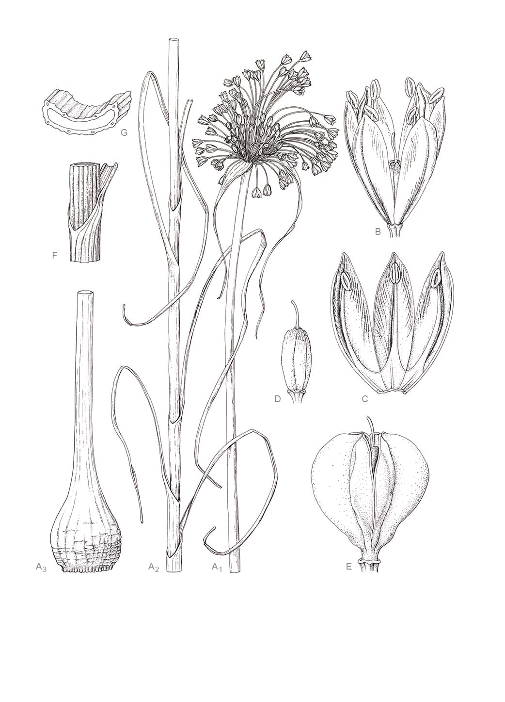 Allium fuscum Waldst. & Kit.