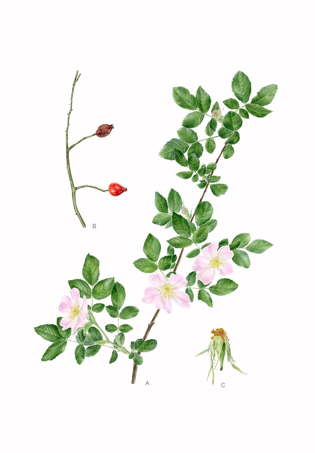 Rosa canina L.