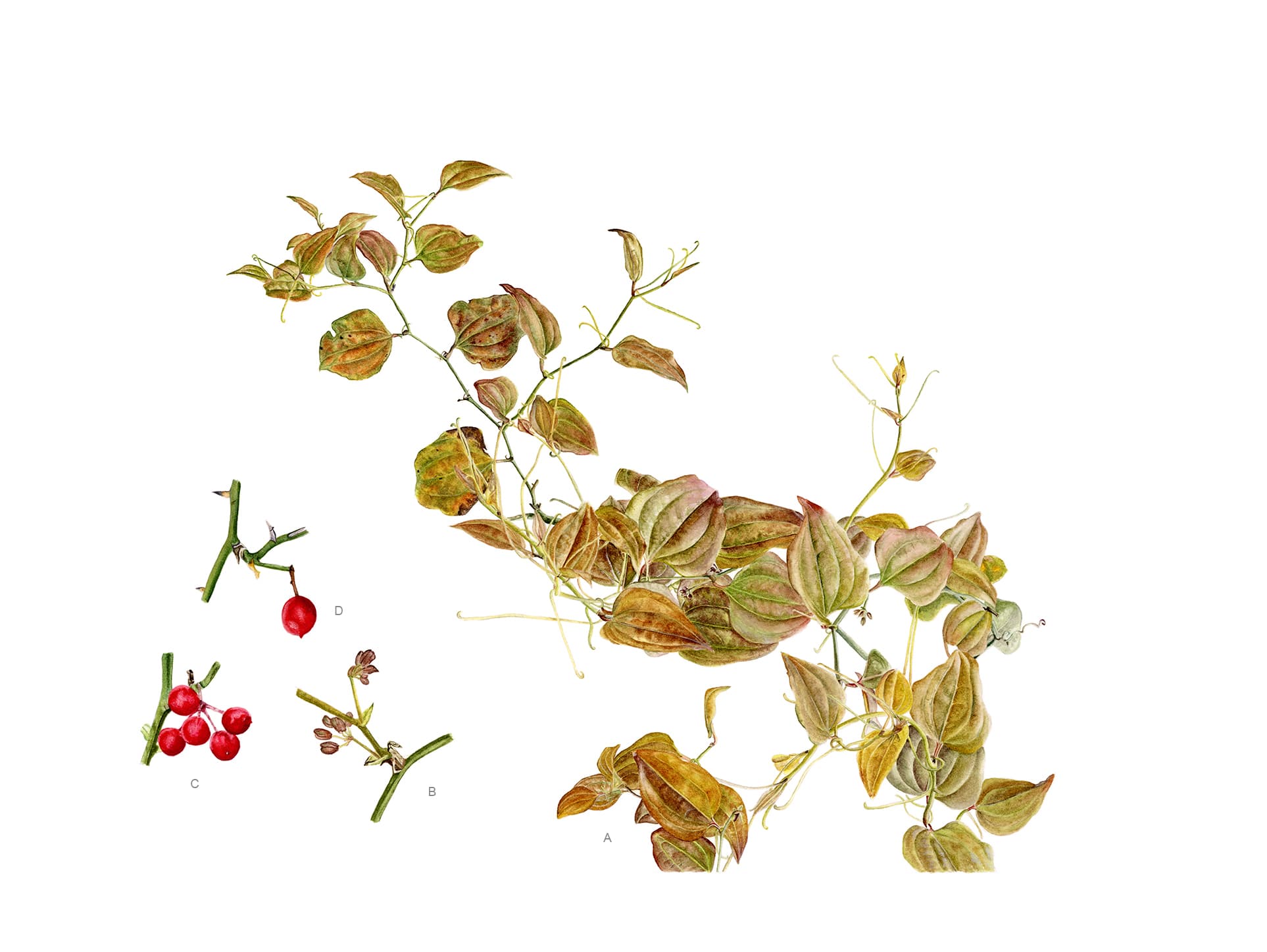 Smilax excelsa L.