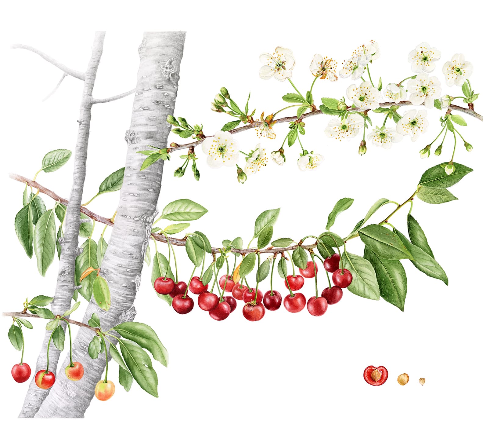 Prunus cerasus L. 