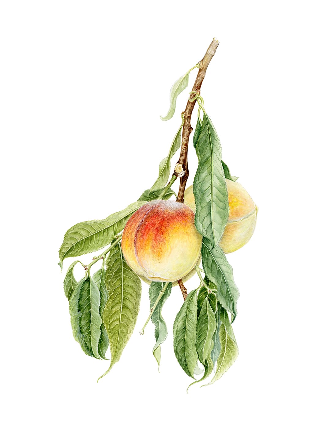 Prunus persica (L.) Batsch