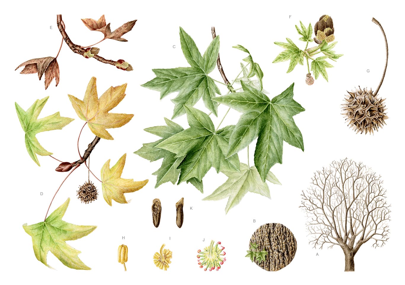 Liquidambar orientalis Mill.