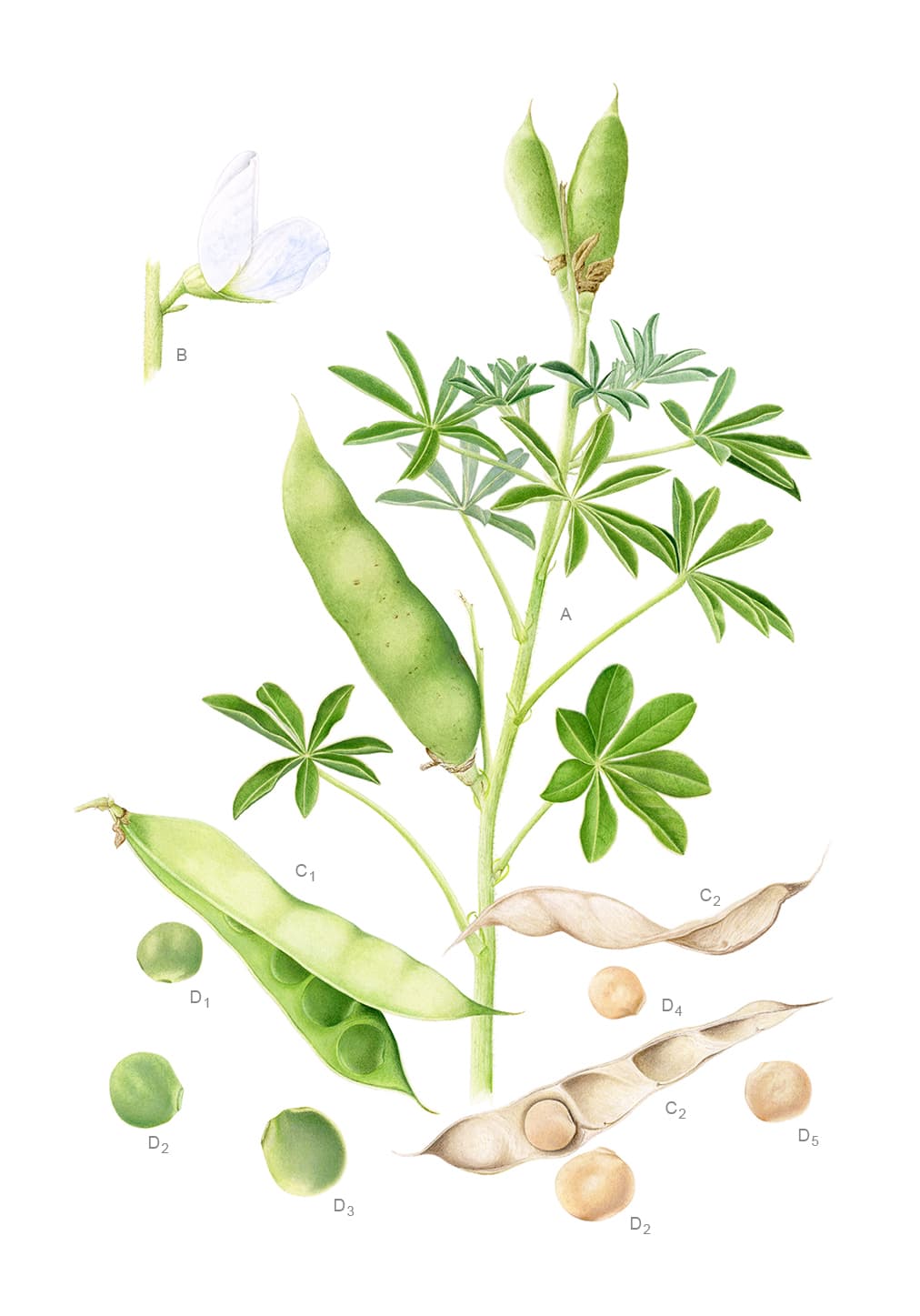 Lupinus albus L.