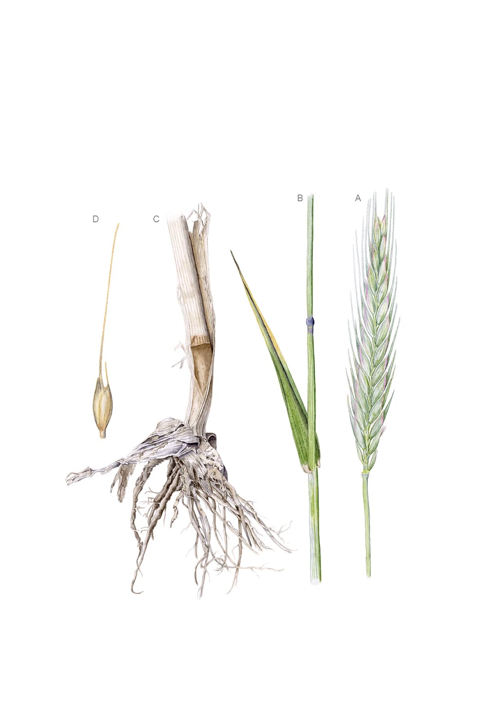 Triticum aestivum L.