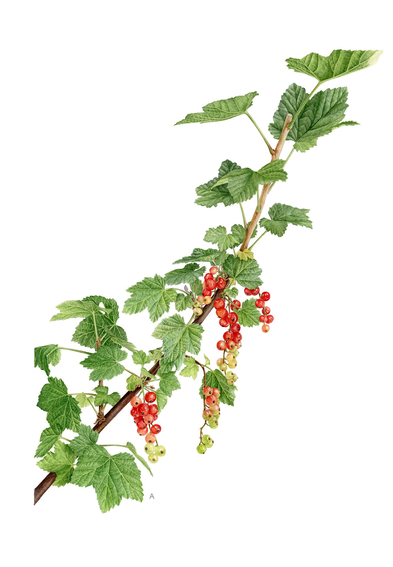 Ribes rubrum L.