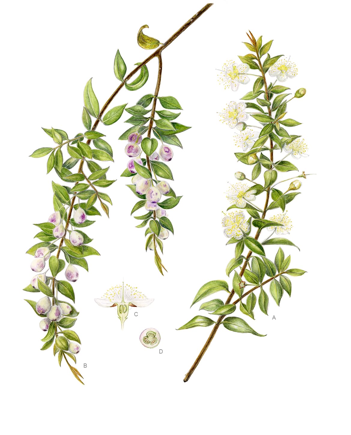 Myrtus communis L. subsp. communis