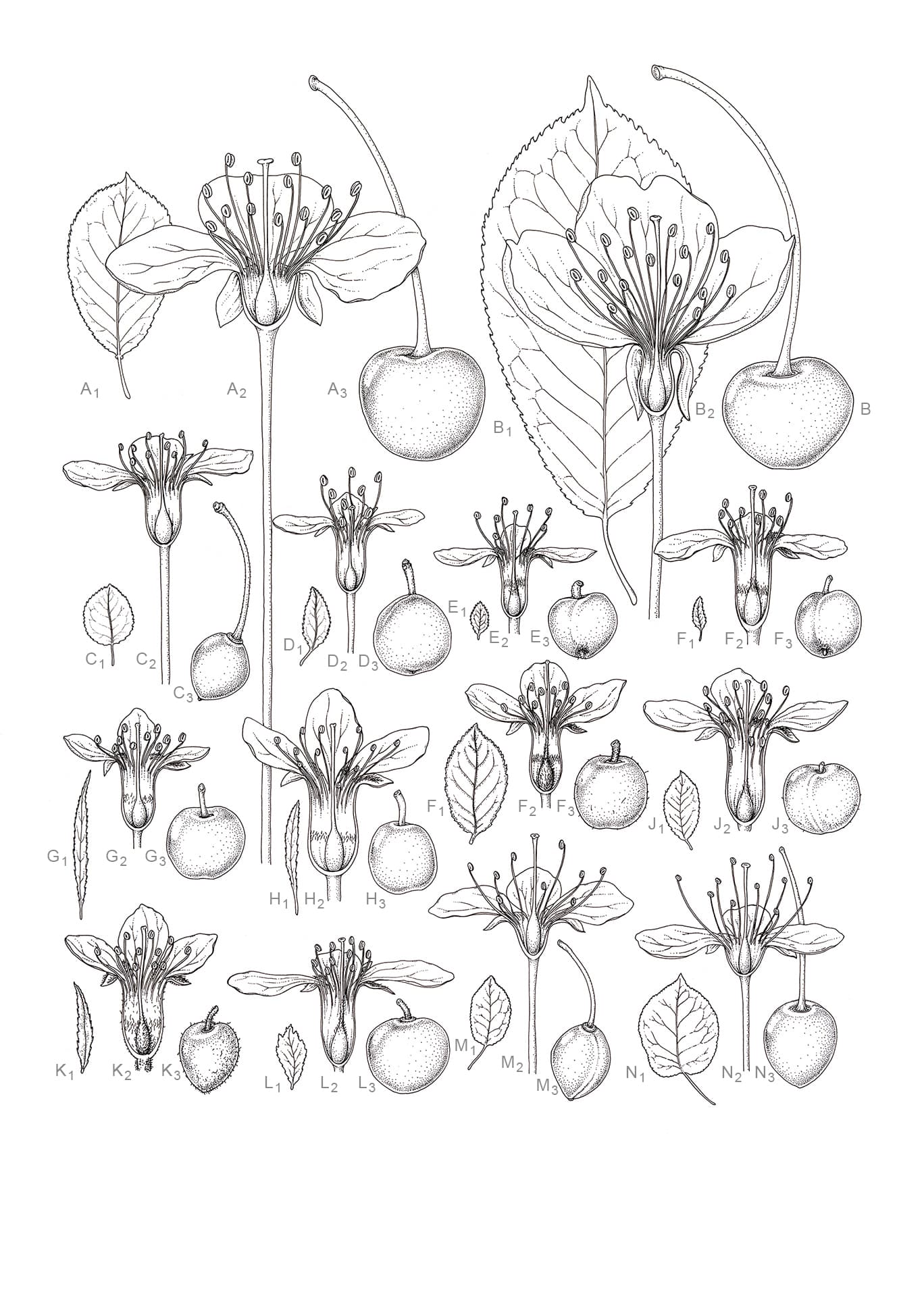 Prunus L. Subgenus Cerasus Mill.