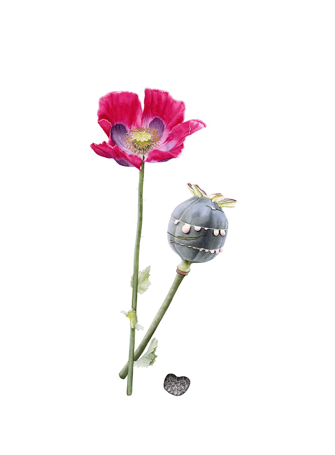 Papaver somniferum L.