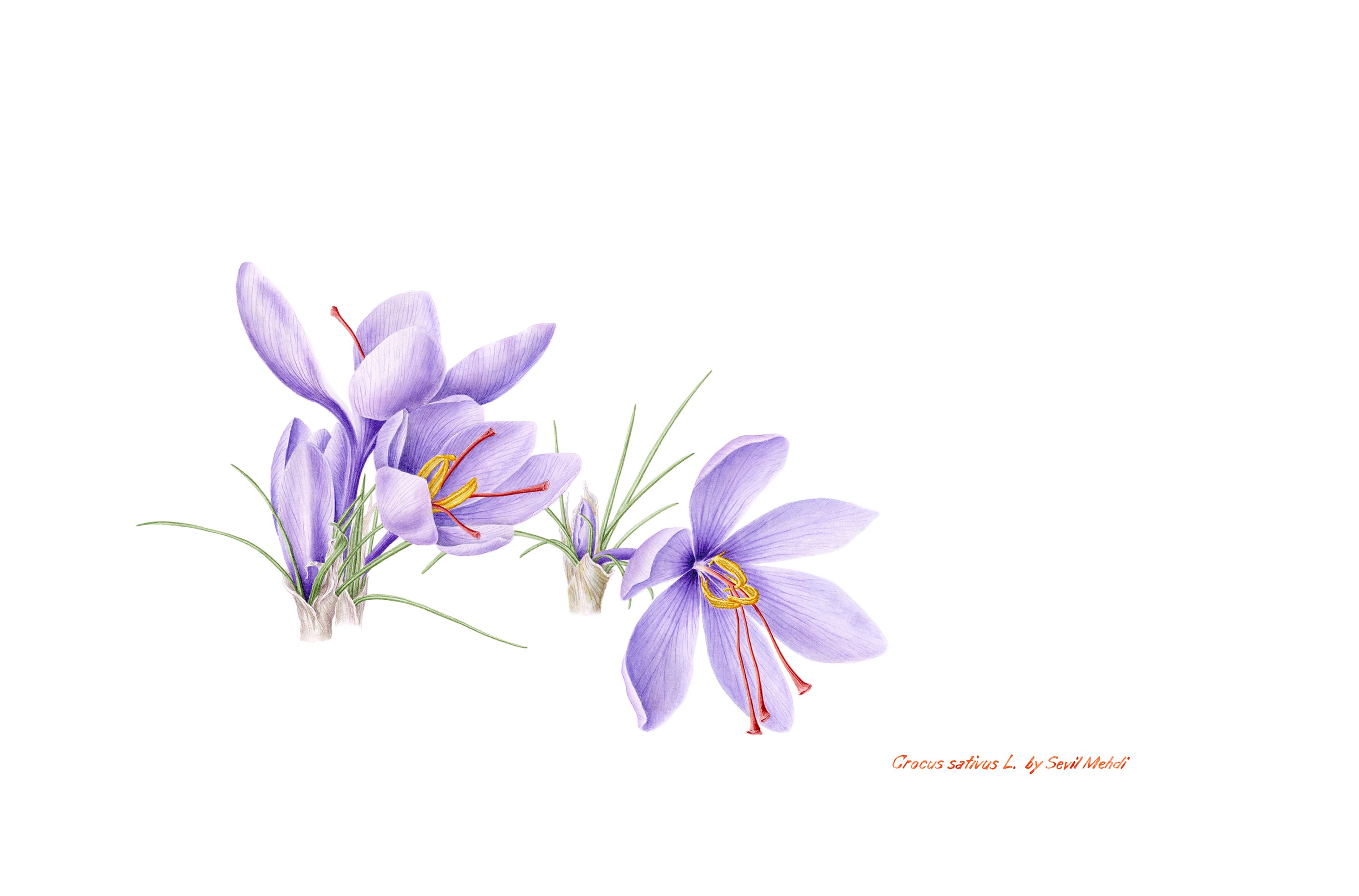 Crocus sativus L.