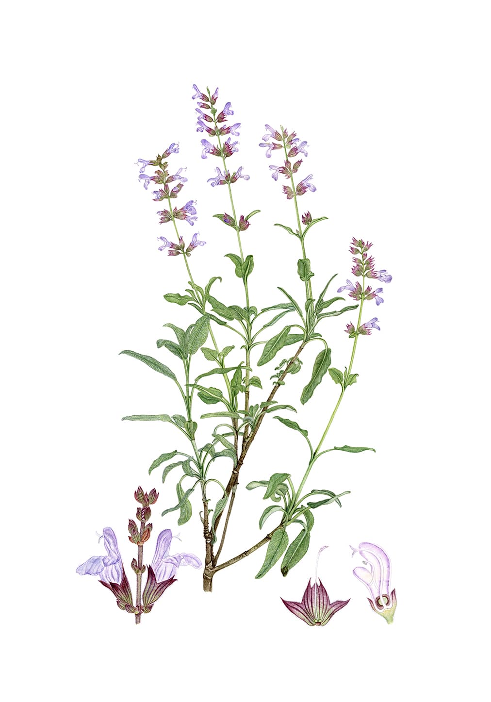 Salvia officinalis L.