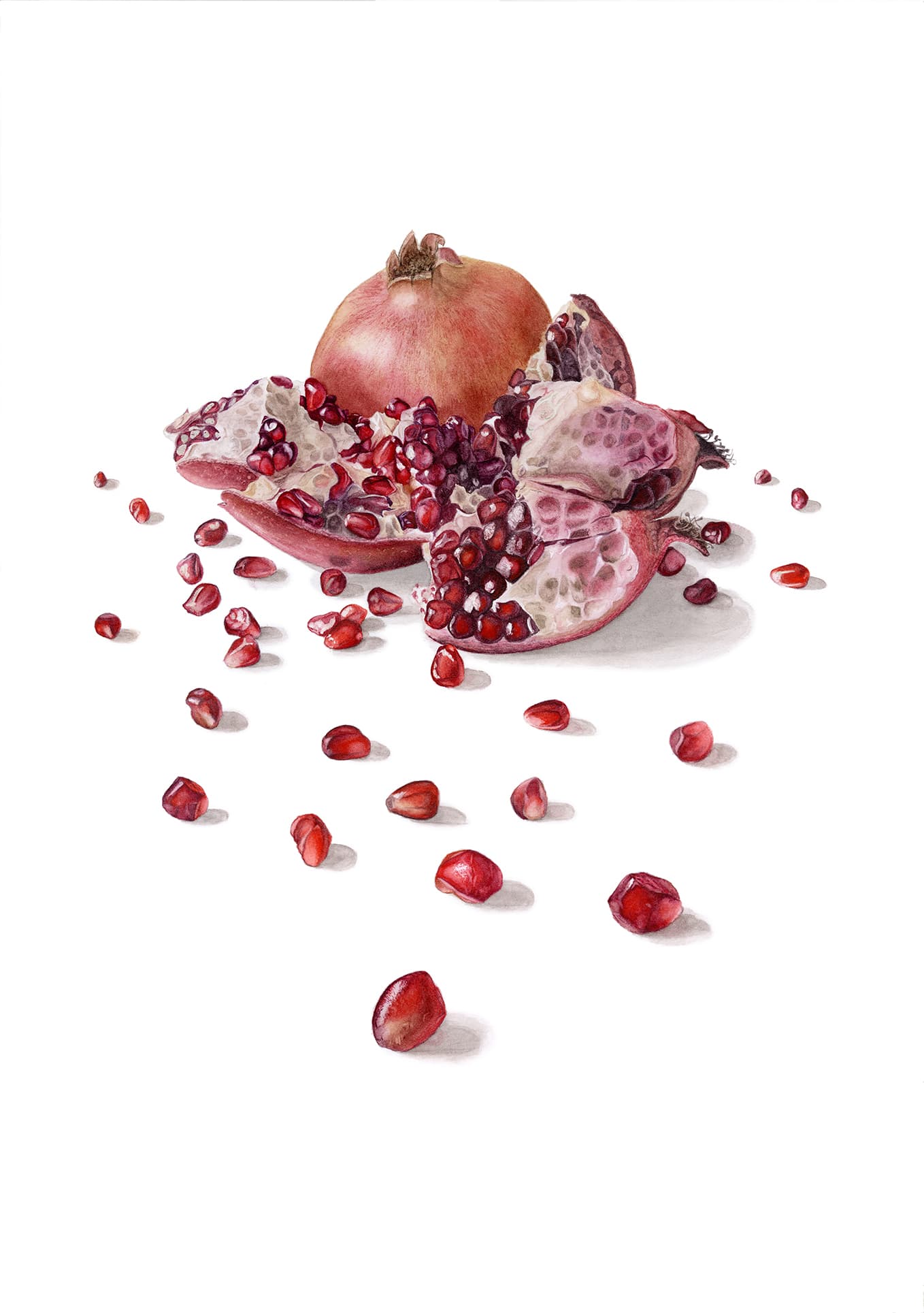 Punica granatum L.