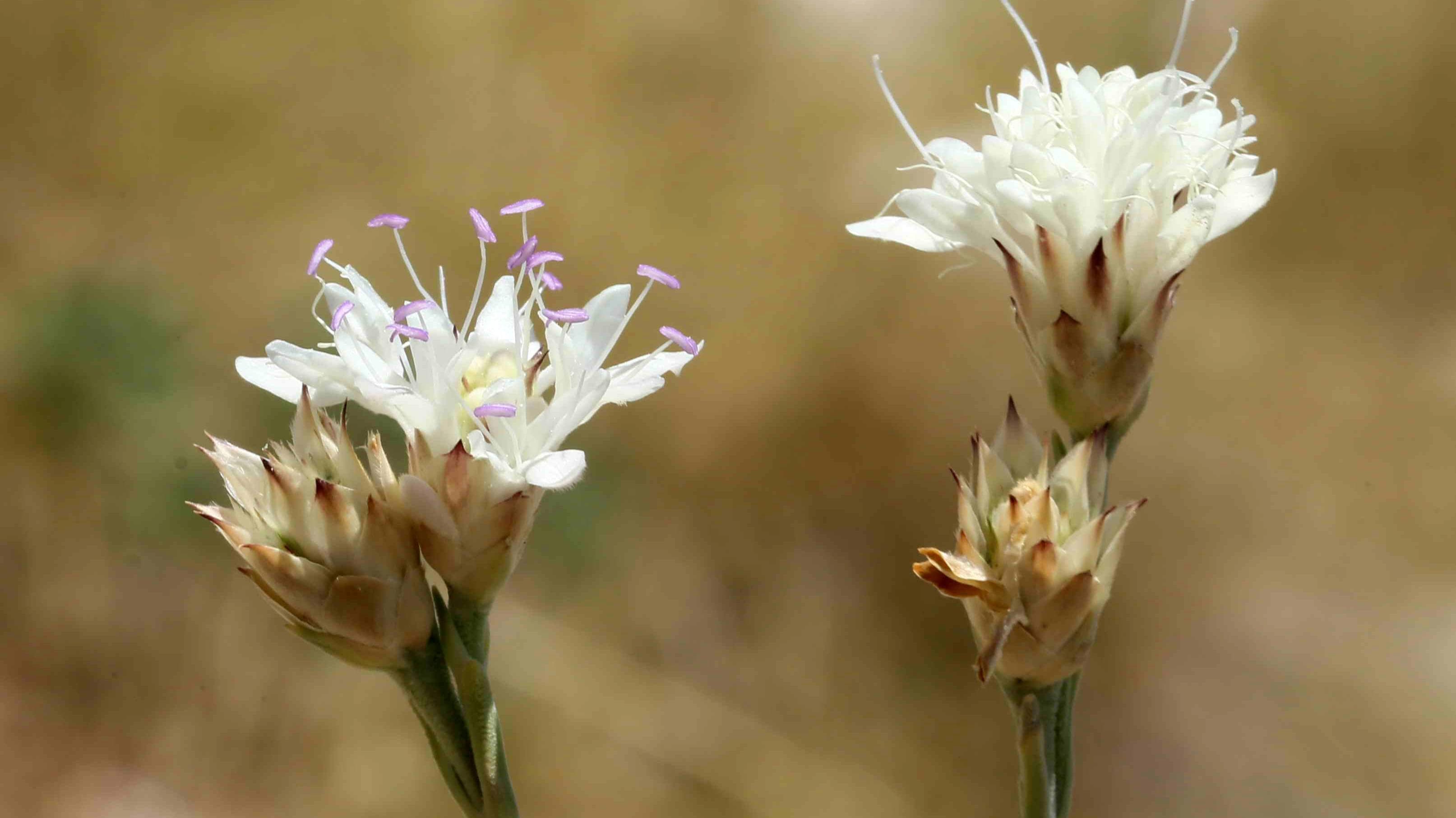 Unique treasure: Anatolian plant legacy
