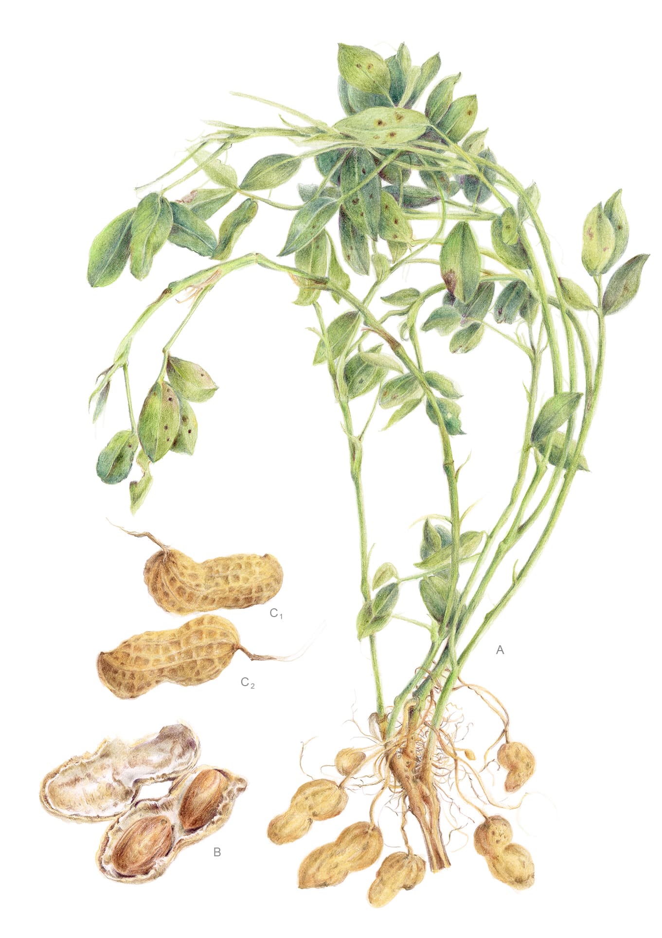 Arachis hypogaea L.