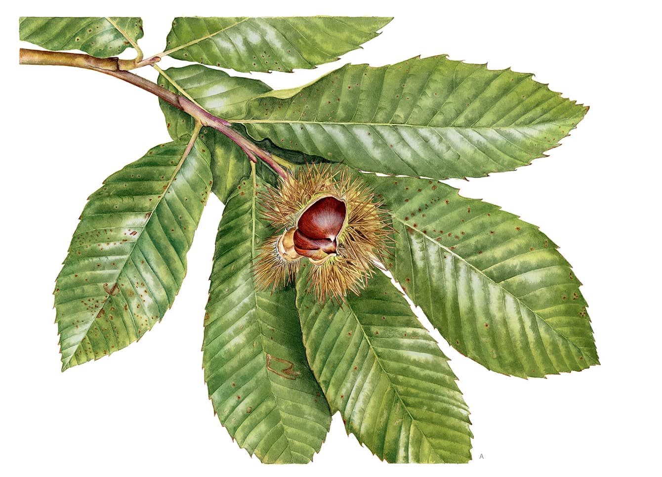 Castanea sativa Mill.