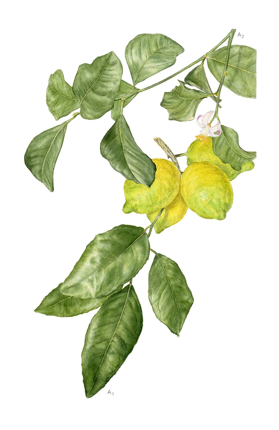 Citrus x limon (L.) Osbeck