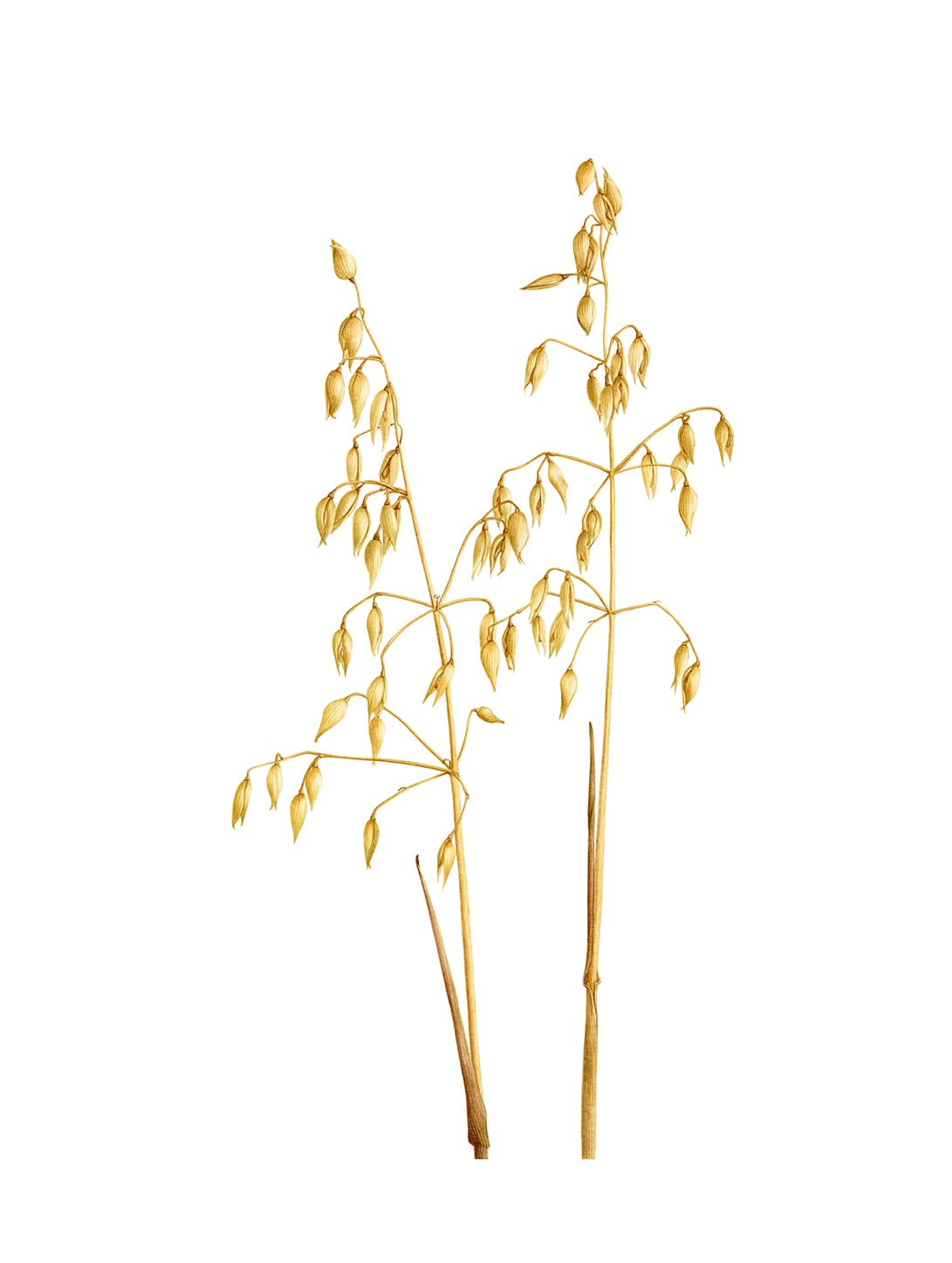 Avena sativa L.