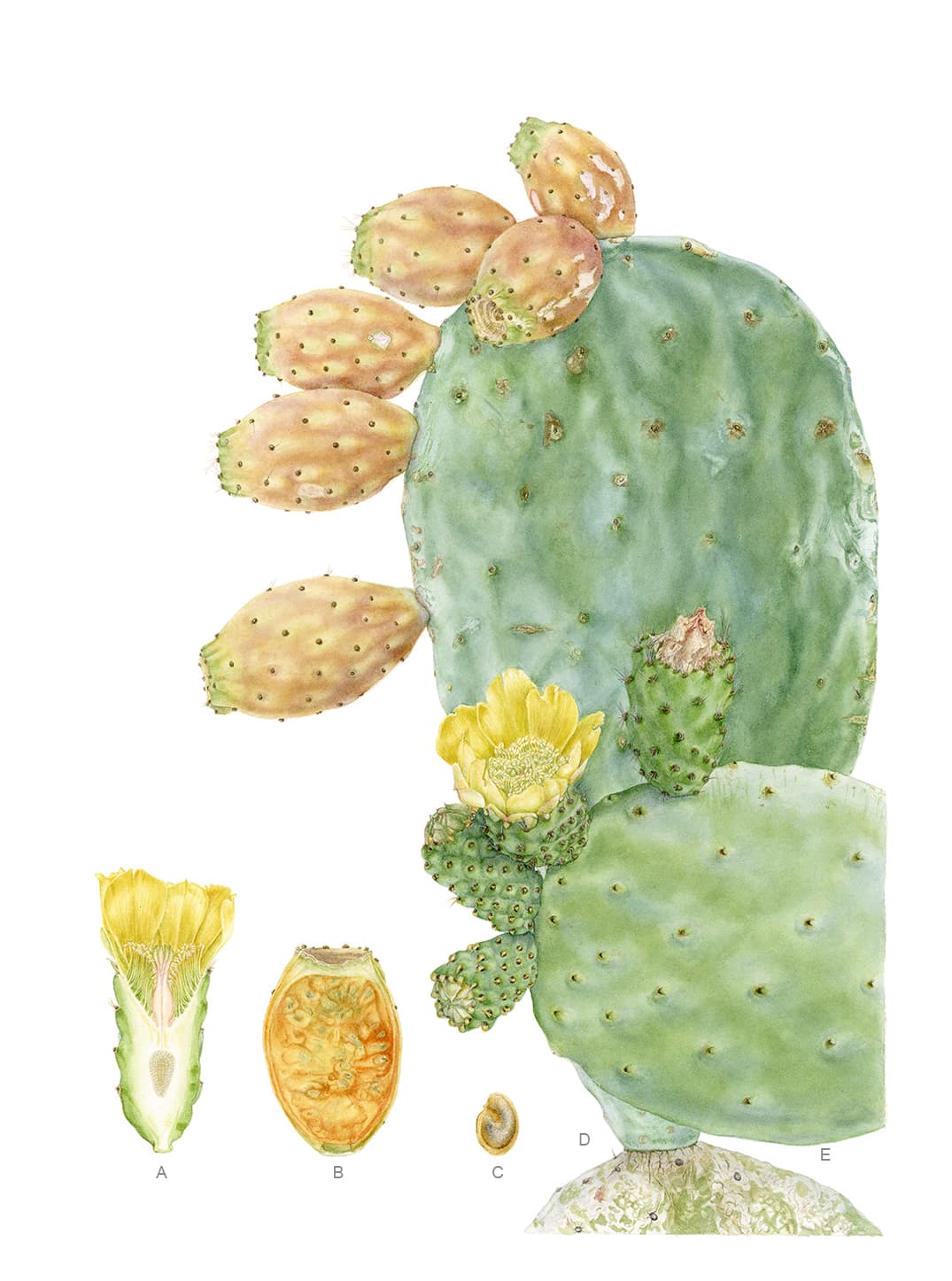 Opuntia ficus-indica (L.) Mill.