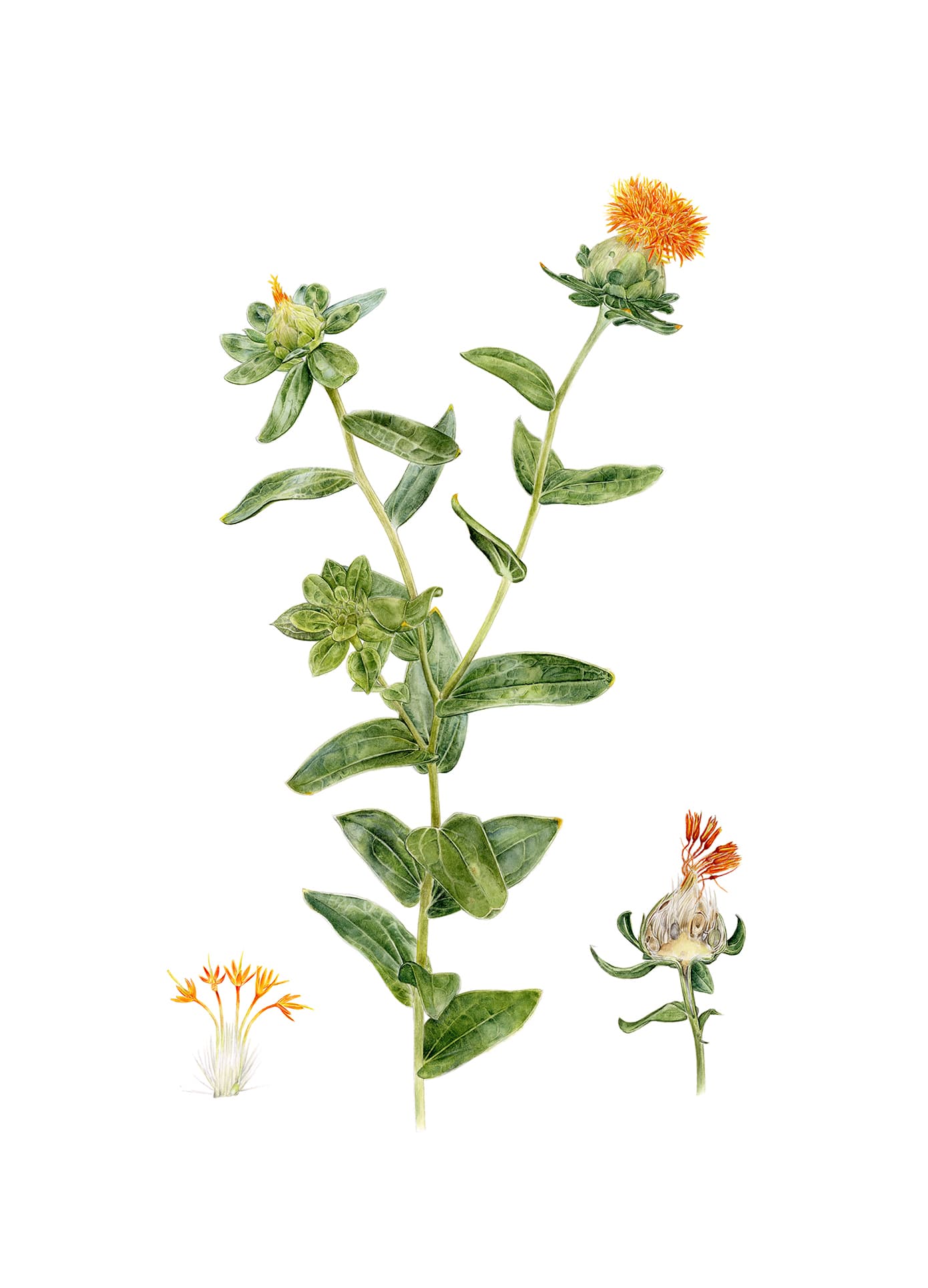 Carthamus tinctorius L.