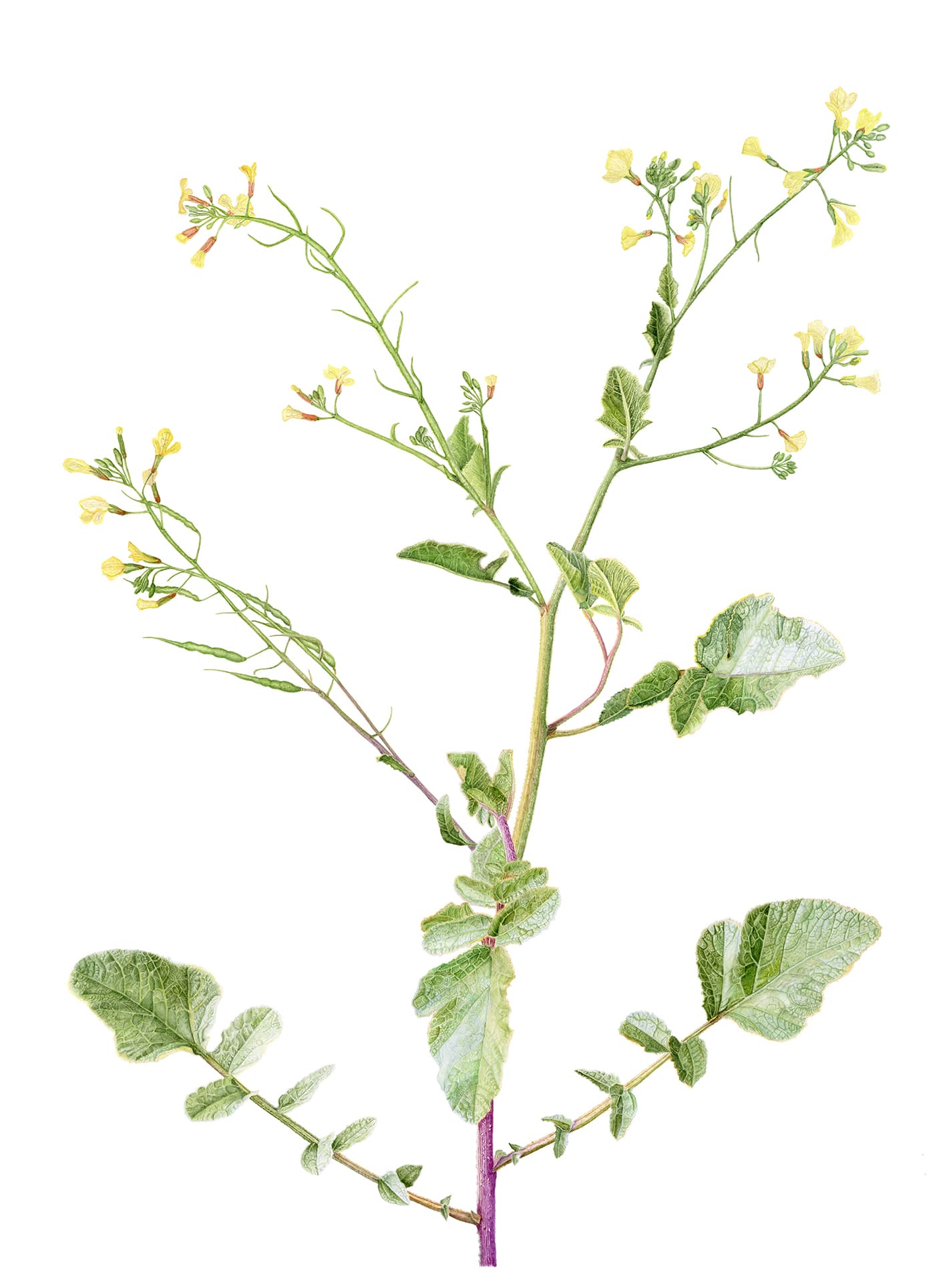 Raphanus raphanistrum L.