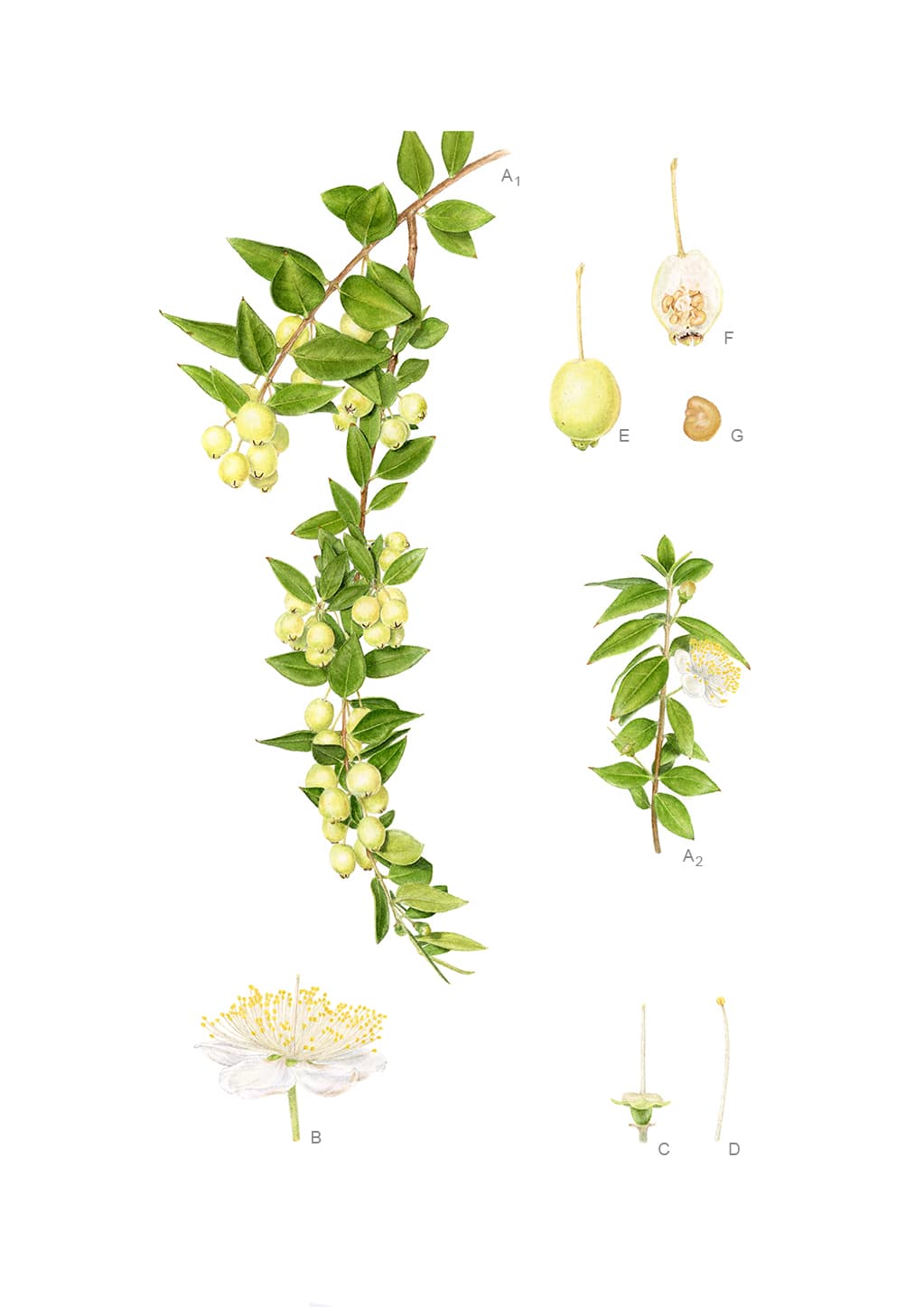 Myrtus communis L. subsp. communis