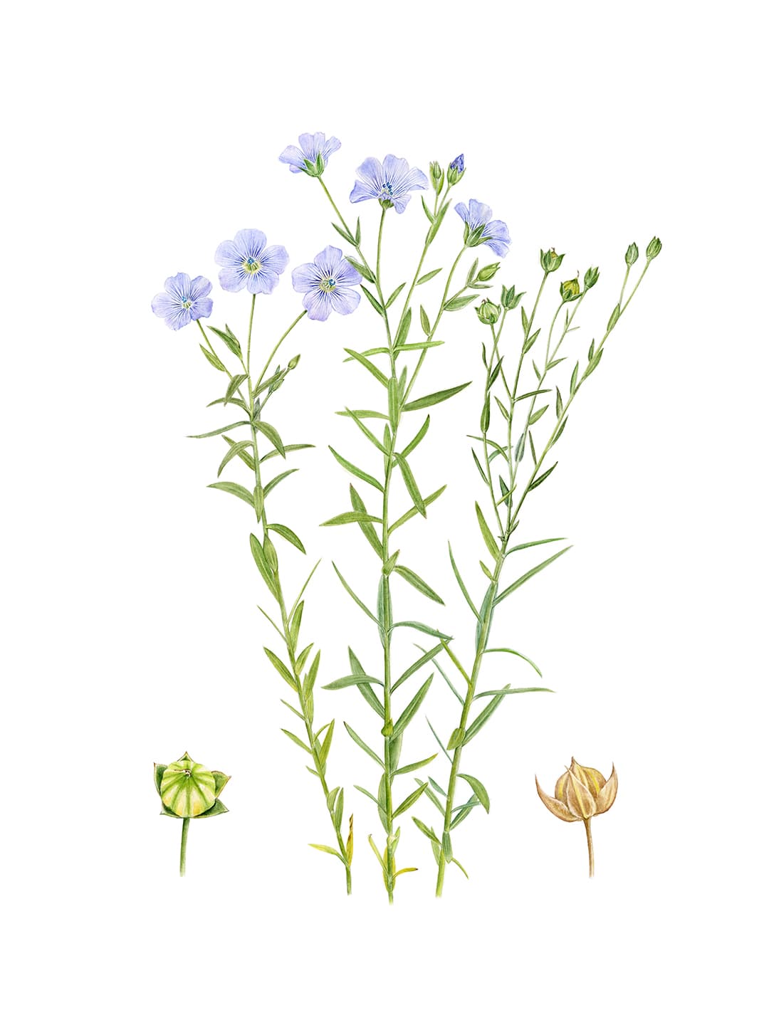 Linum usitatissimum L.