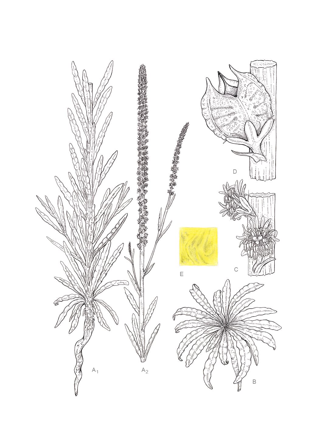 Reseda luteola L.