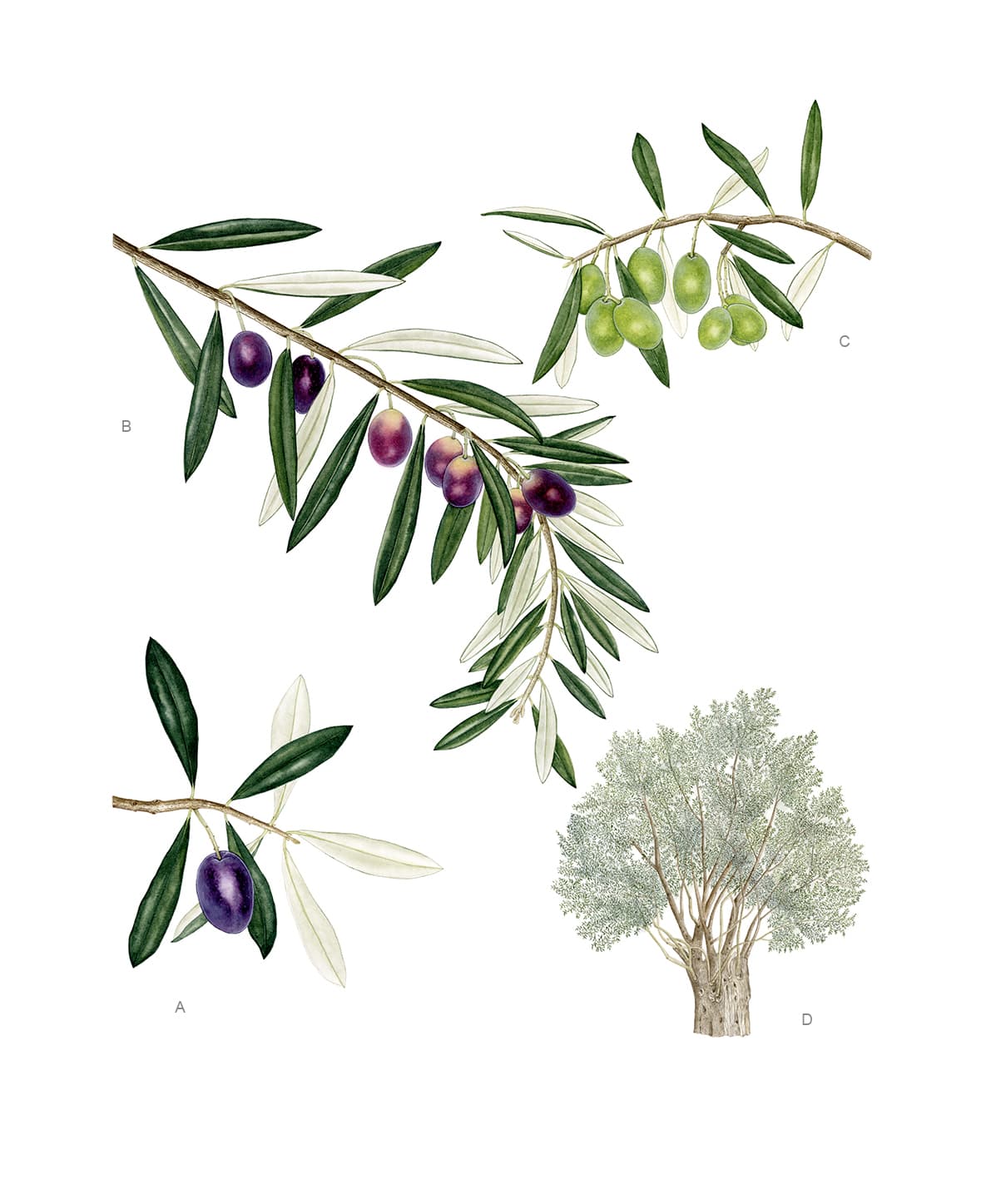 Olea europaea L. subsp. europaea